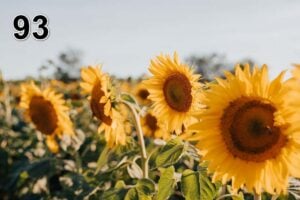 Akustické obrazy - tenké 100x50x2-4cm-s individuální fotografií-93